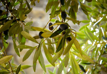 Raccolta di campioni di foglie di olivo dall’azienda partner Costanza